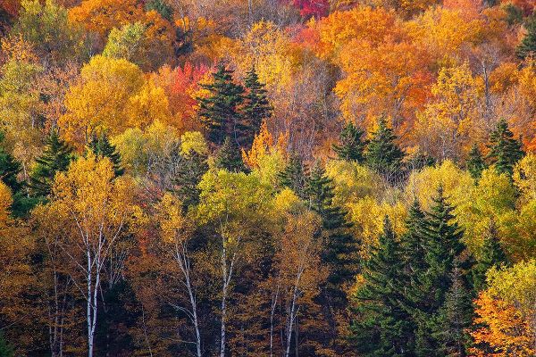 Gulin, Sylvia 아티스트의 USA-New Hampshire just north of Jackson on highway 16 with the hillside covered in Autumns colors작품입니다.